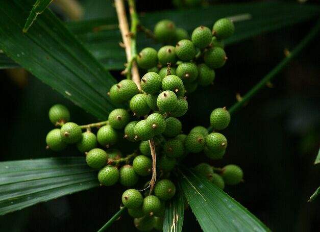 文玩星月菩提怎样选择精品,文玩星月菩提讲解