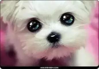 保定举办第五届全民健康彩虹跑,全民健康彩跑活动