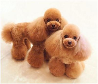 狗狗美毛营养品排行榜,吃什么狗狗美毛