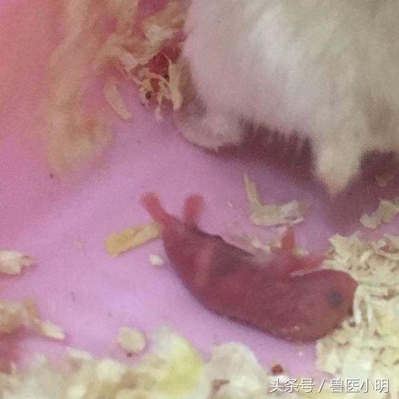 仓鼠生孩子中途被吓到会怎么样,仓鼠生孩子出现意外怎么办