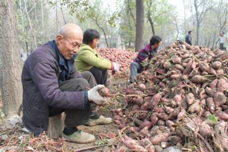 目前农村有什么致富好项目,农村做什么生意赚钱创业项目