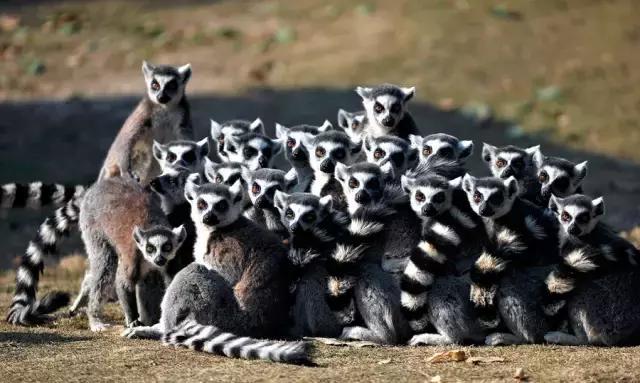 人类最初驯化猫,猫在人类以前是什么样子