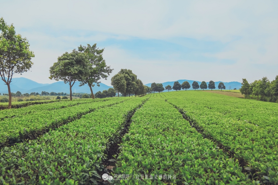 去木子山庄感受禅意，去观察奇曲茶