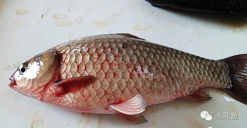 病毒性出血性败血症如何处理,暴发性出血病