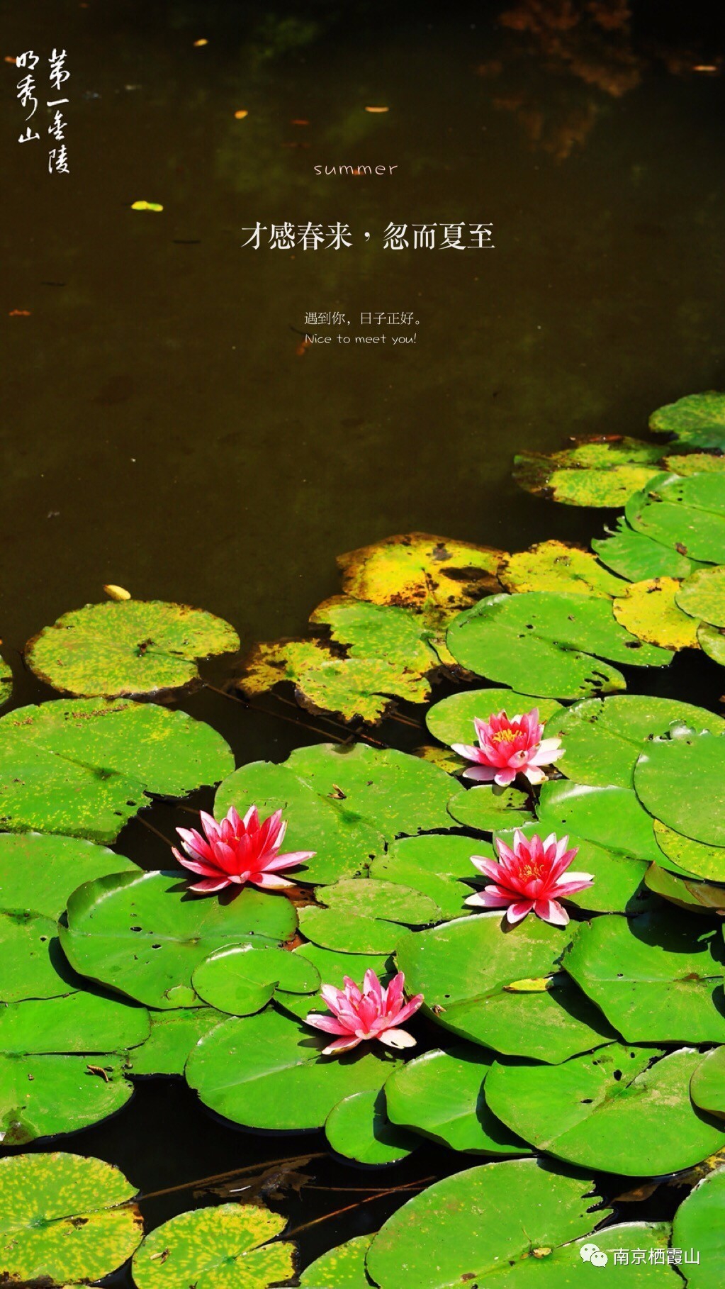 栖霞山丨夏至：翻空白鸟时时见，照水红蕖细细香