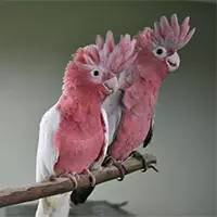 精灵宝可梦在现实中长什么样,精灵宝可梦到底是中国还是日本的