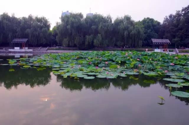 郑州哪的荷花开得比较好,郑州荷花观赏区