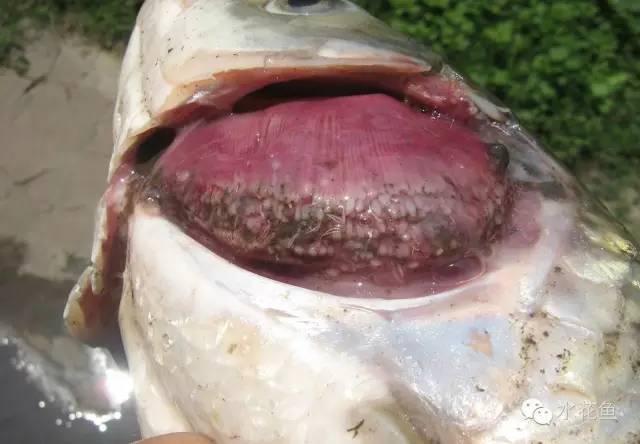 病毒性出血性败血症如何处理,暴发性出血病