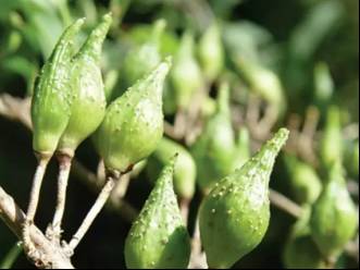 中药连翘的用途,中药知识必学牡蛎