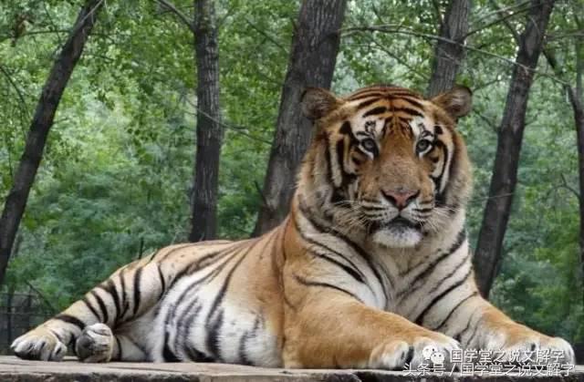 卧虎藏龙意蕴,卧虎藏龙直译