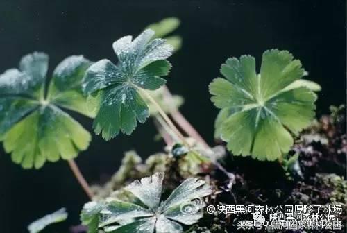 黑河风光,黑河自然风景