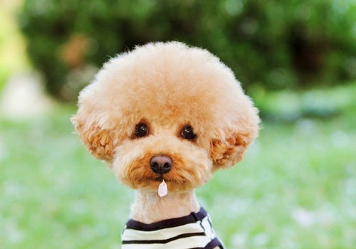 泰迪狗狗拉不出便便的解决方法,6个月的玩具泰迪体长