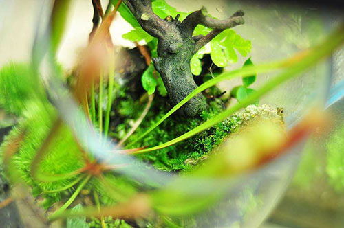 家居草缸,草缸可以放绿萝吗