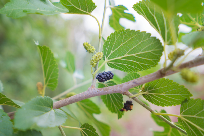 蓬莱温泉旅游度假村,蓬莱适合度假的小镇