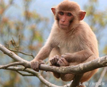 1968年属猴的2024年命好还是不好,1968年的属猴未来五年咋样