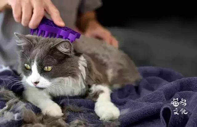 怎么去除房间的猫屎气味,房间内有猫味儿怎么消除