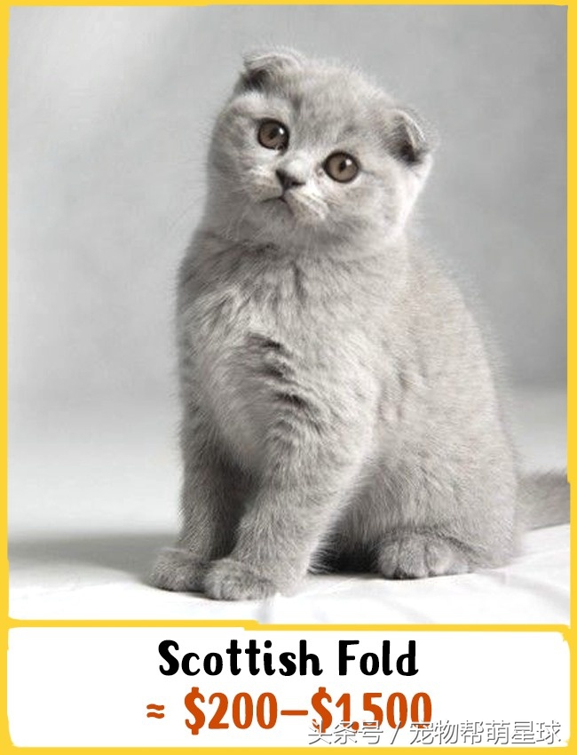 猫什么品种最值得买,猫的奢侈品种有哪些
