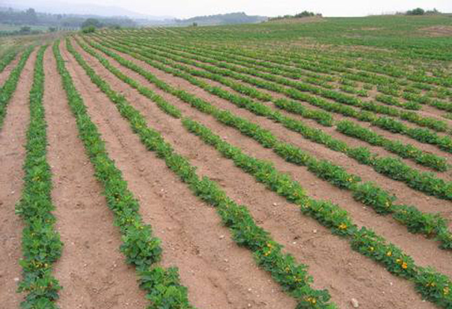 花生出苗后生杂草用什么除草剂,花生杂草封闭除草剂