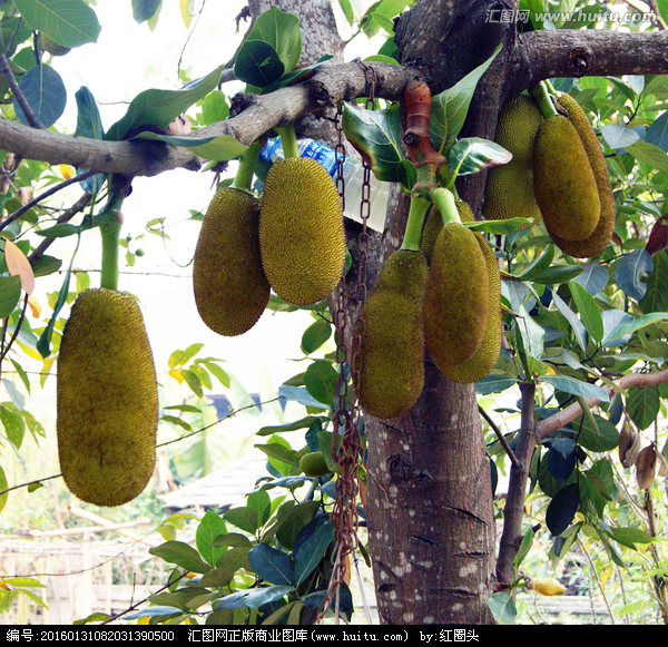 菠萝蜜果树上砍几刀,菠萝蜜树为什么叫挨千刀
