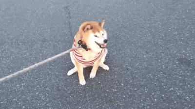 魔性表情,魔性的表情