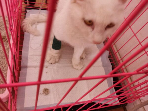 小奶猫严重拉稀不吃东西怎么办,没满月的小奶猫拉稀怎么办