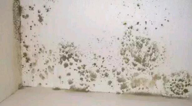 墙壁发霉了怎么处理,墙壁发霉了用什么方法处理好