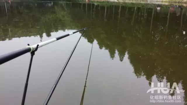 以黑坑盛宴治黑坑,黑坑盛宴鲤鱼