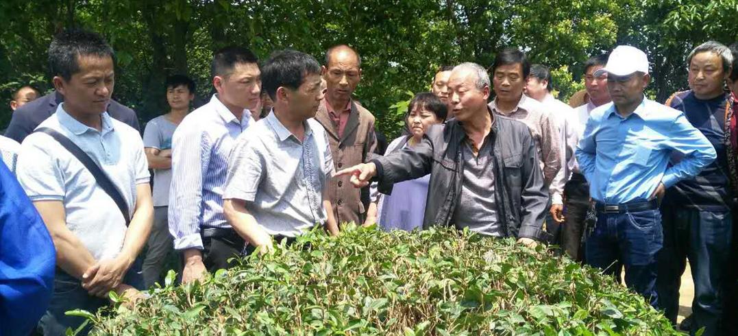 夏茶怎么才能做得好喝,夏茶的正确冲泡方法