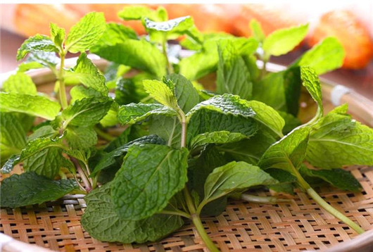 薄荷叶对蚊子有好处吗,干薄荷叶可以驱蚊虫吗