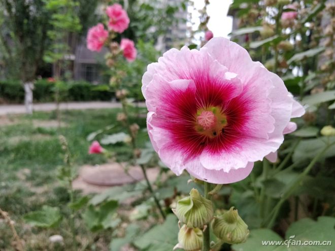 一加5骁龙835手机多少钱,1499元一加5手机