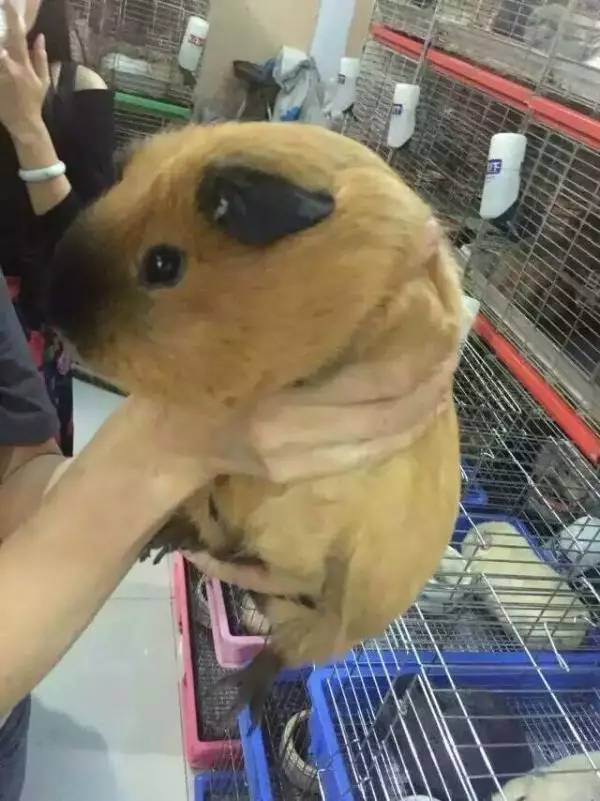 秘鲁巨型豚鼠介绍,秘鲁巨型豚鼠好养吗