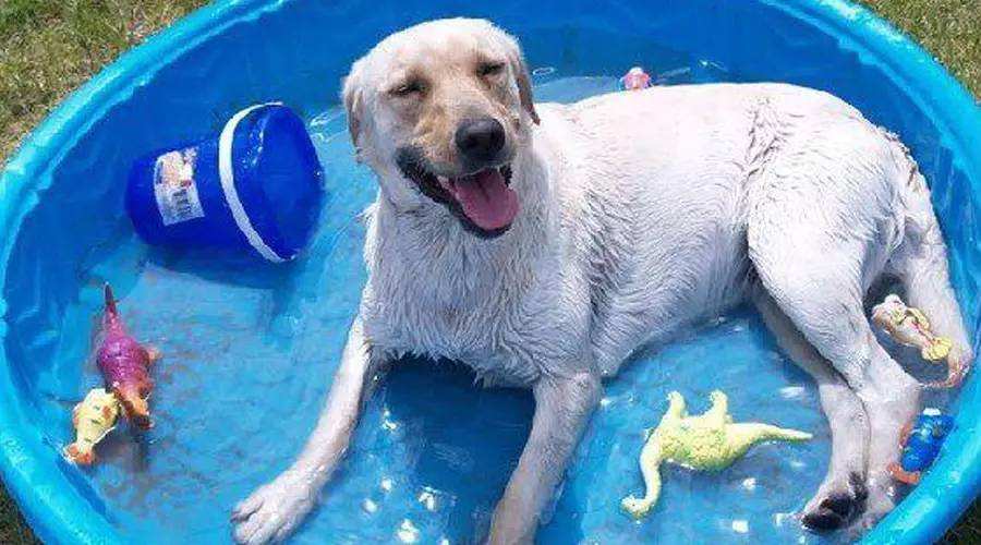 狗狗春季防生病小妙招,天气热如何预防狗狗生病