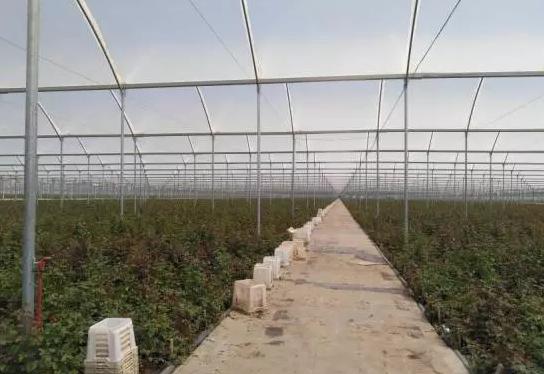 亚洲最大玫瑰花基地,世界最大玫瑰种植基地