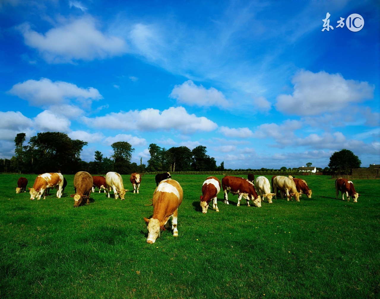 属牛人的一步一个坎,属牛人何时走出迷茫