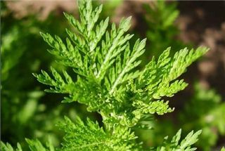 舒淇满脸扎针自拍称治疗过敏！中医治病，厉害的不止针灸还有这些……