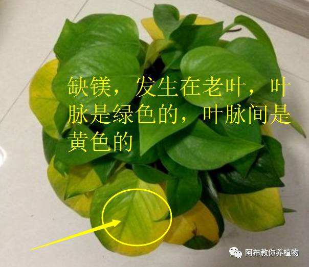 绿萝植物养护,绿萝植物养护知识