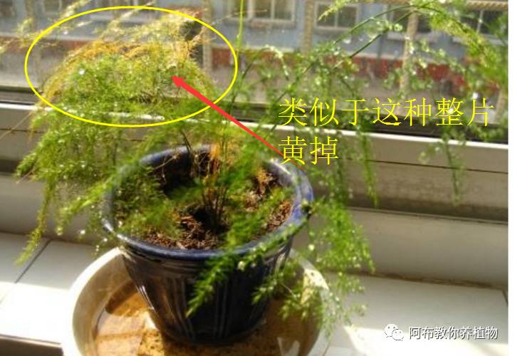 绿萝植物养护,绿萝植物养护知识