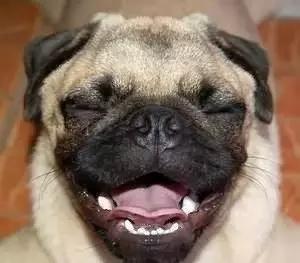 巴哥委屈吗,巴哥眼里泪汪汪的怎么回事