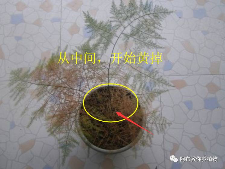 绿萝植物养护,绿萝植物养护知识