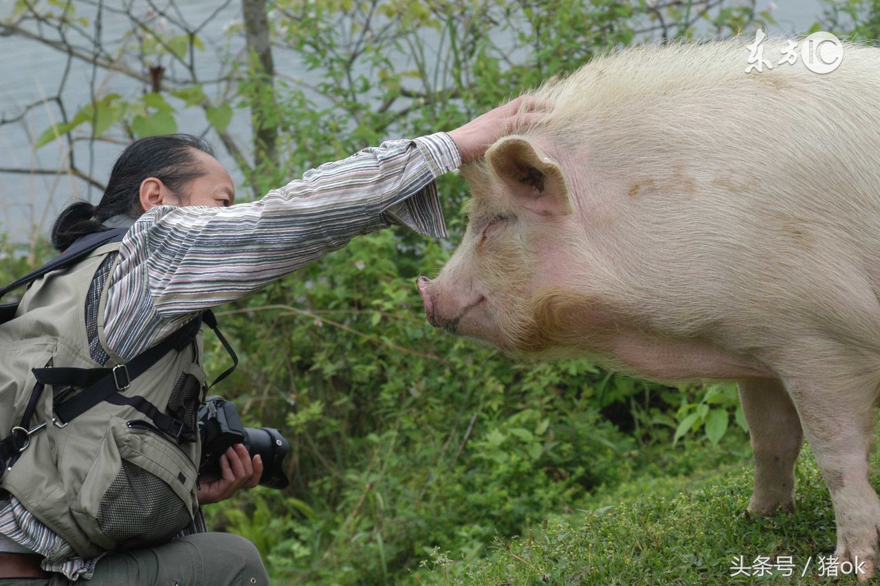 猪中暑治疗最佳方法,猪中暑的防治措施