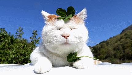 你也养猫也养狗是什么体验,养猫是一种什么体验