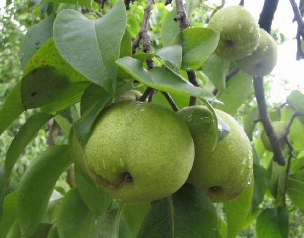 我的果林，从接触自媒体开始有了生命力