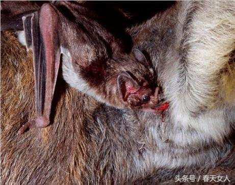 生存最艰难的动物,生存中最残忍的动物