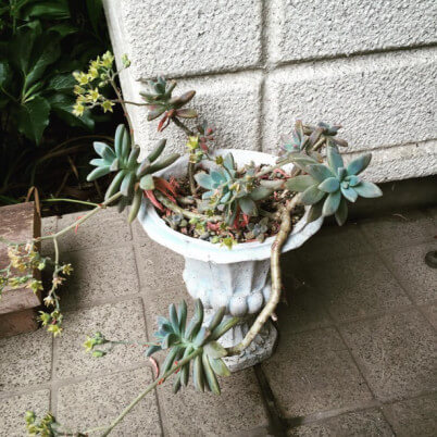 蓝色惊喜多肉老桩图片,多肉红梅老桩图片大全