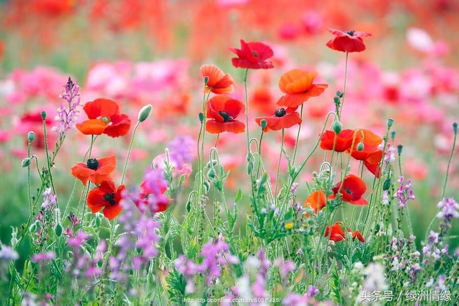 民间的匠人：纸活