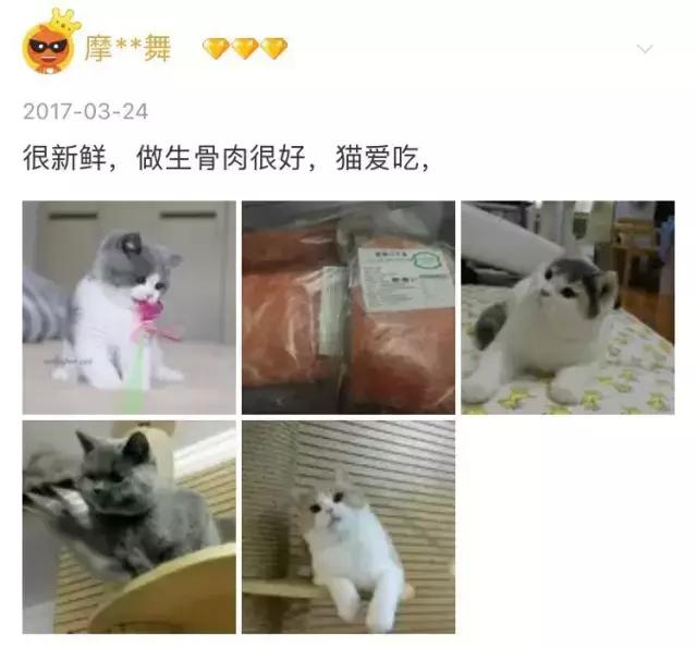 从让人捧腹的铝盆和鸡窝大抢购,看猫咪用品创业商机