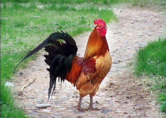 中国的十二生肖有几个,中国的十二生肖对中国有多重要