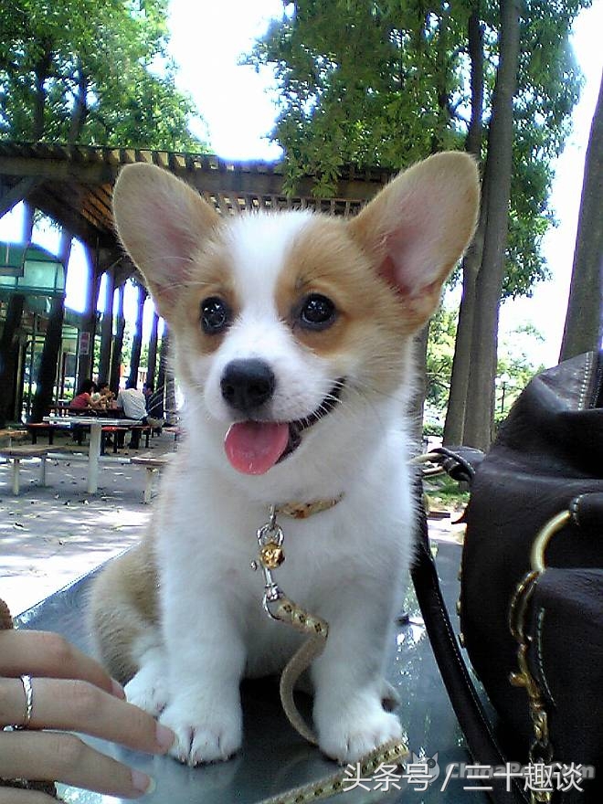 柯基犬怎么喂养吃什么狗粮最好,柯基犬应该狗笼喂养还是散养