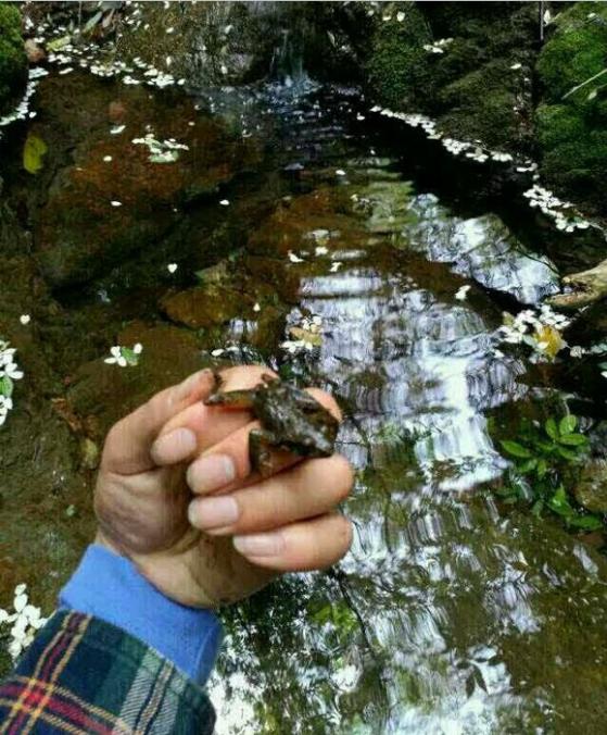 中华草龟和野生草龟的区别,草龟跟中华草龟有什么区别