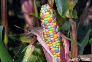 种植转基因玉米违反哪一条,农民自己的地种转基因玉米犯法吗